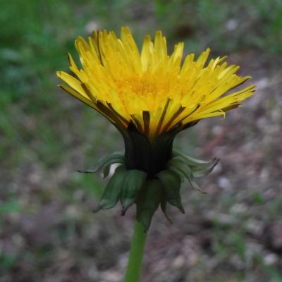 Dandelion yellow flower small lkb