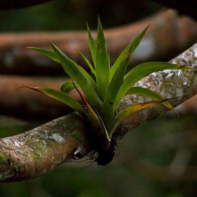 Epiphyte julius falck