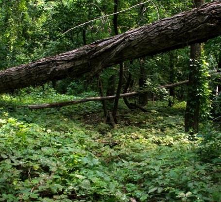 2023 02 Falaise photo 455wx416h