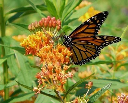 Monarch and asclepias