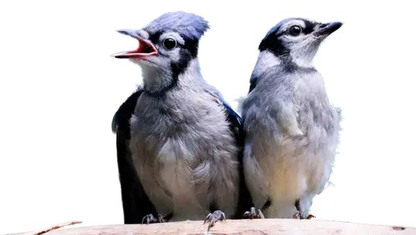 Nichoir bird rehabilitation blue bird2 600x339