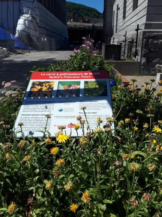 Plants at mcgill