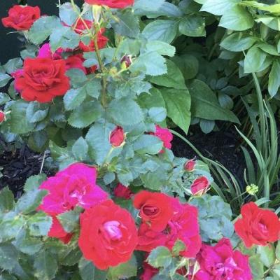 Por small rose francoise